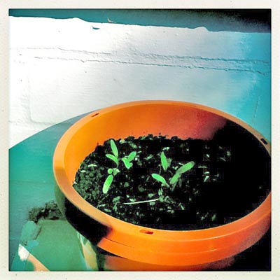 The good news is that the baby beets are underway.